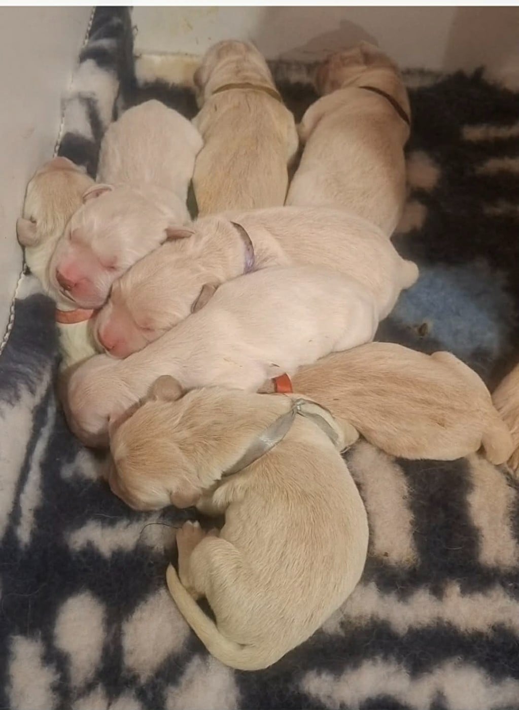 CHIOT 5 - Golden Retriever