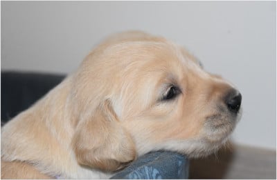 Les chiots de Golden Retriever