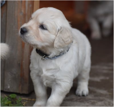 Les chiots de Golden Retriever