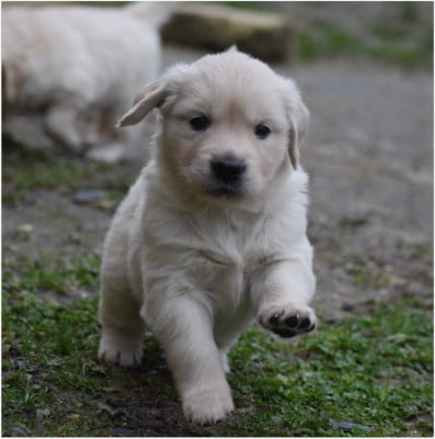 Les chiots de Golden Retriever