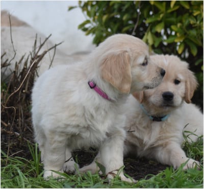 Les chiots de Golden Retriever