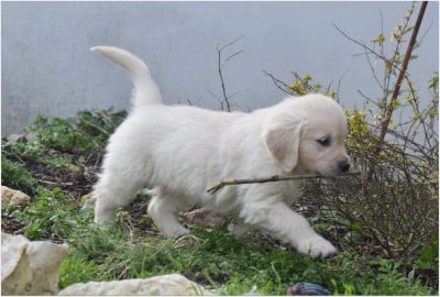 Les chiots de Golden Retriever