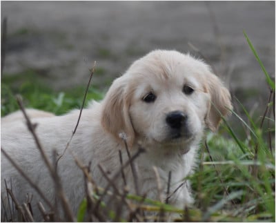 Les chiots de Golden Retriever