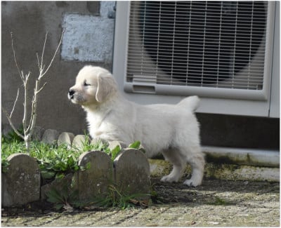 Les chiots de Golden Retriever