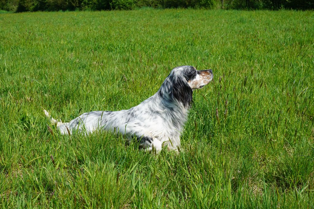 Accueil - Elevage de lidylaine - eleveur de chiens Setter Accueil - Elevage de lidylaine - eleveur de chiens Setter