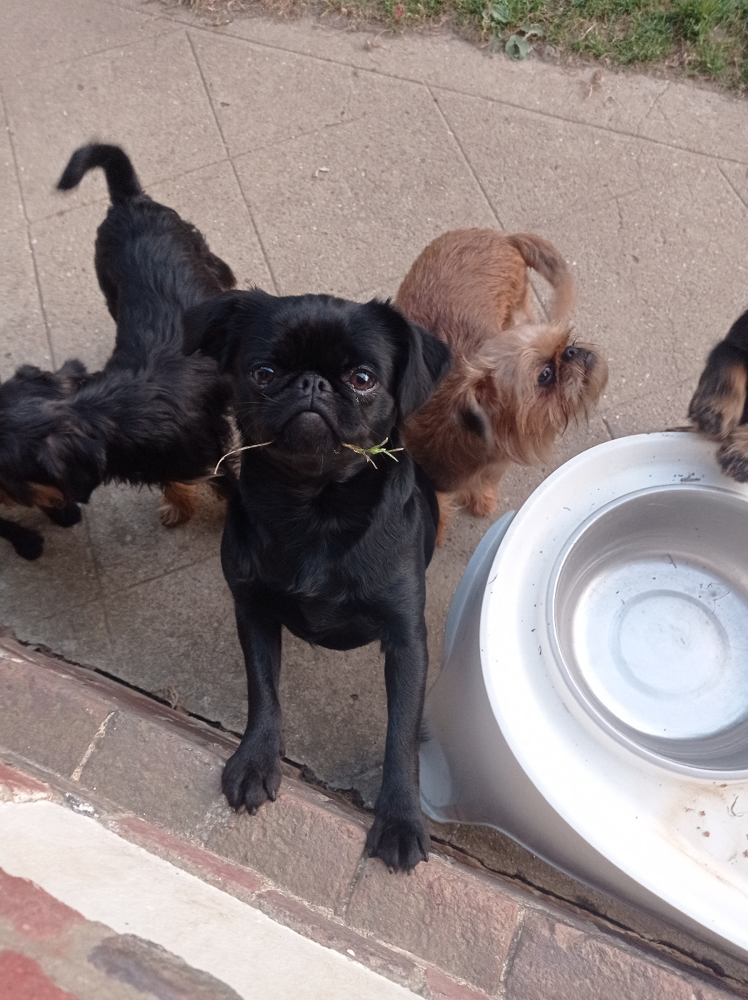 CH. Taomie Des Brabs De Philie