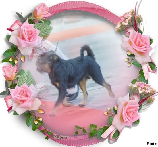 Publication : Des Brabs De Philie