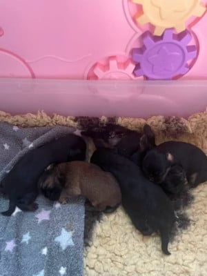 Les chiots de Griffon bruxellois