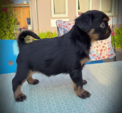 Les chiots de Griffon bruxellois