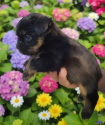 Les chiots de Griffon bruxellois