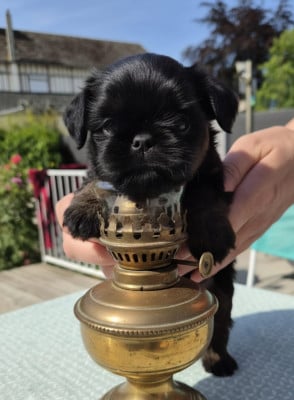 Les chiots de Griffon bruxellois