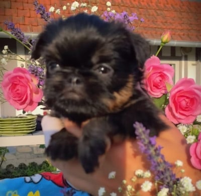 Les chiots de Griffon belge