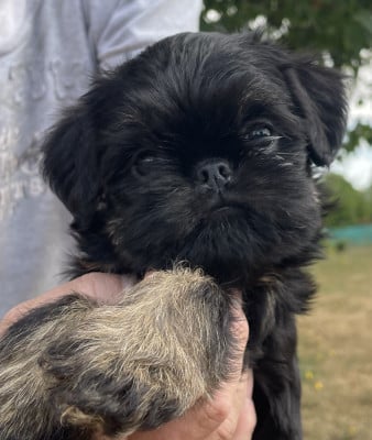 Les chiots de Griffon bruxellois