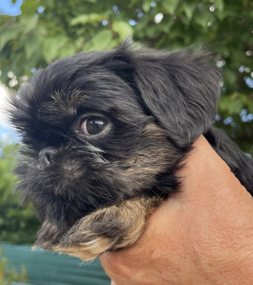 Les chiots de Griffon bruxellois