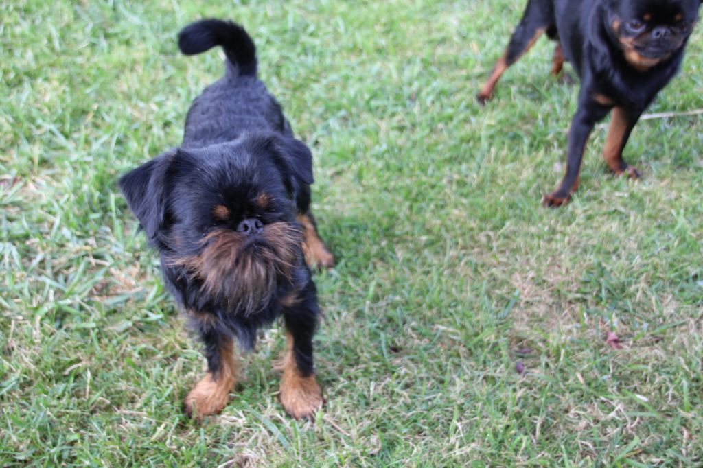 CH. Nemo Des Brabs De Philie - 1 exc meilleur champion bos