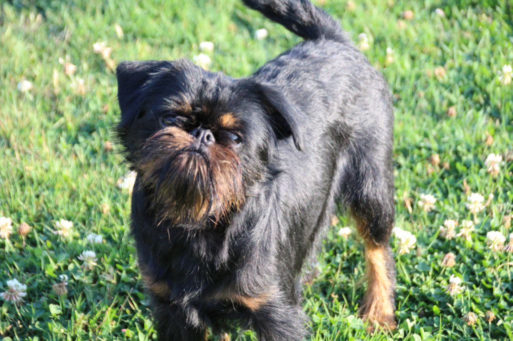 CH. Nemo Des Brabs De Philie - CACS BOB