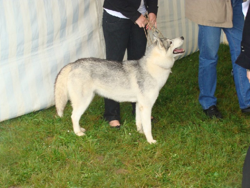 Hindy du songe d une nuit polaire - Excellent 1ère jeune femelle Confirmée
