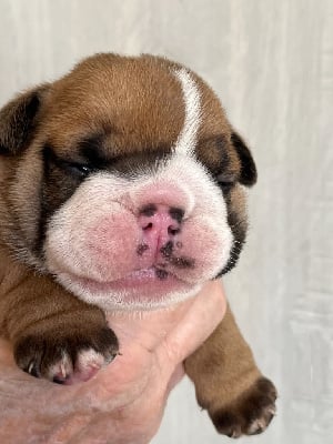 Les chiots de Bulldog Anglais