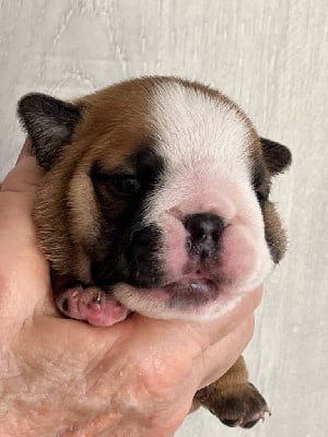 Les chiots de Bulldog Anglais