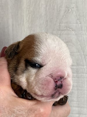Les chiots de Bulldog Anglais