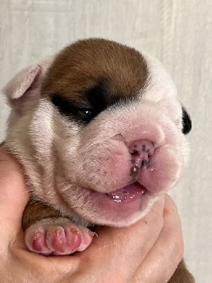 Les chiots de Bulldog Anglais