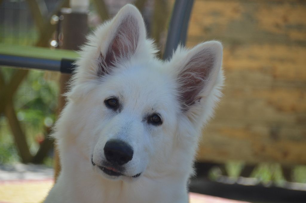 My lady million Du Domaine De La Heidenkirche