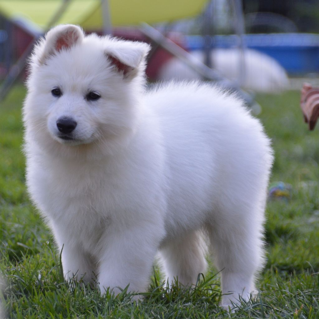 My lady million Du Domaine De La Heidenkirche