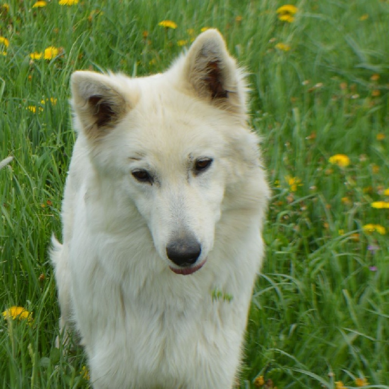Hayleen Du Domaine De La Heidenkirche