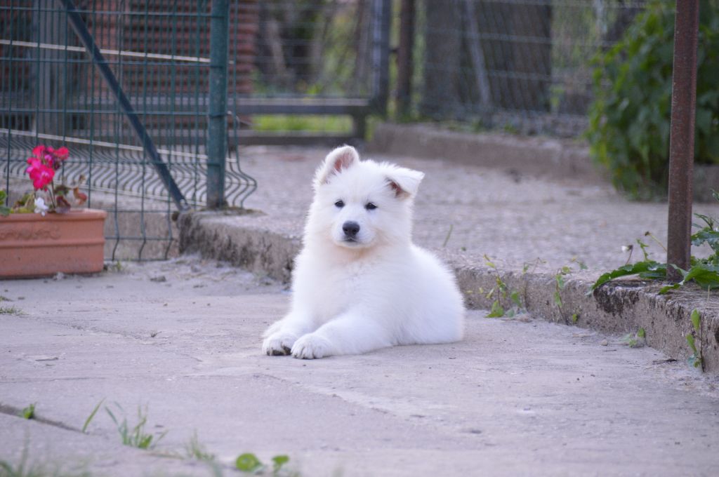 My lady million Du Domaine De La Heidenkirche