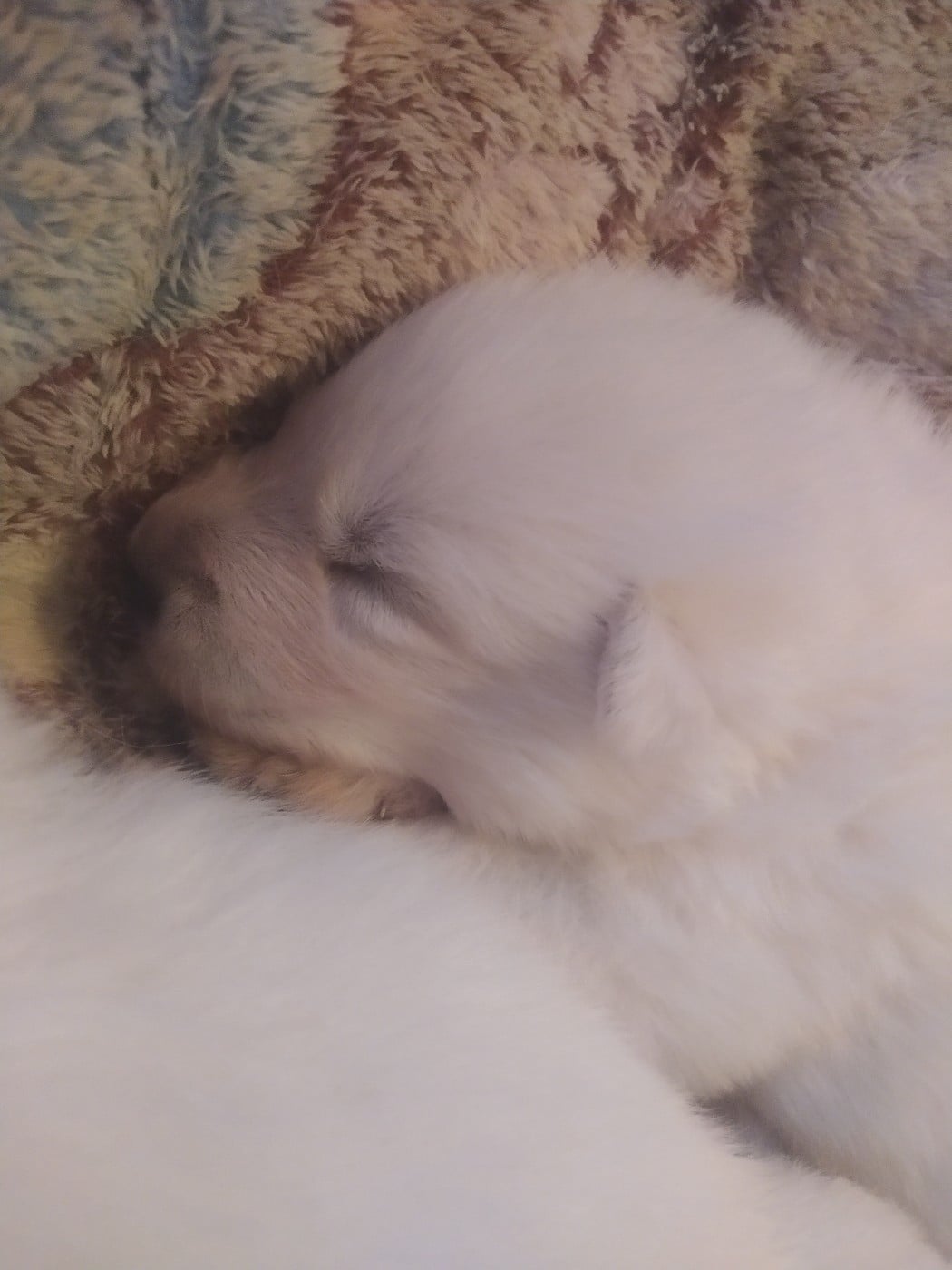 CHIOT 2 - Berger Blanc Suisse