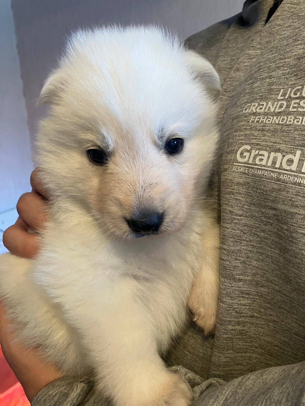 CHIOT 5 - Berger Blanc Suisse