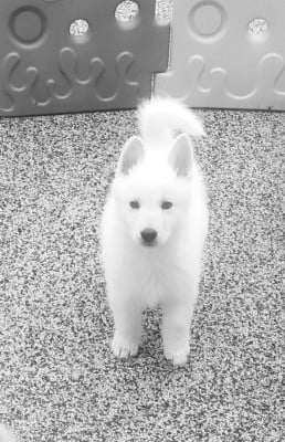 Les chiots de Berger Blanc Suisse