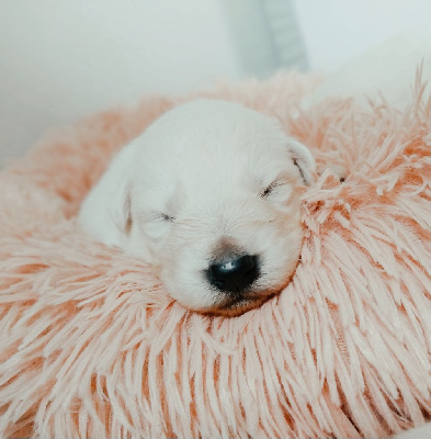 Les chiots de Berger Blanc Suisse