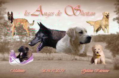 Des Anges De Sheitan