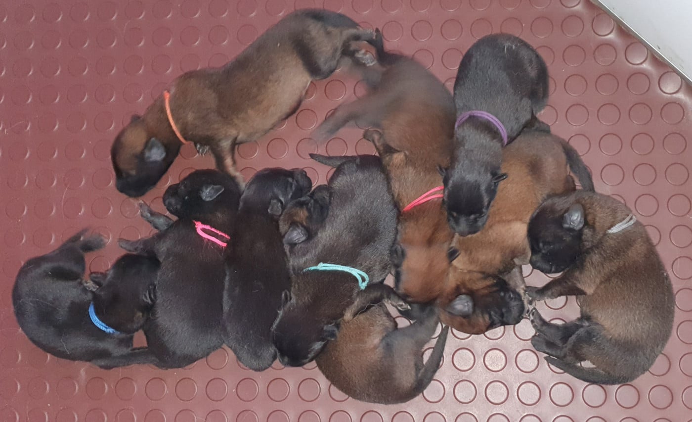 Berger Belge - Des Anges De Sheitan