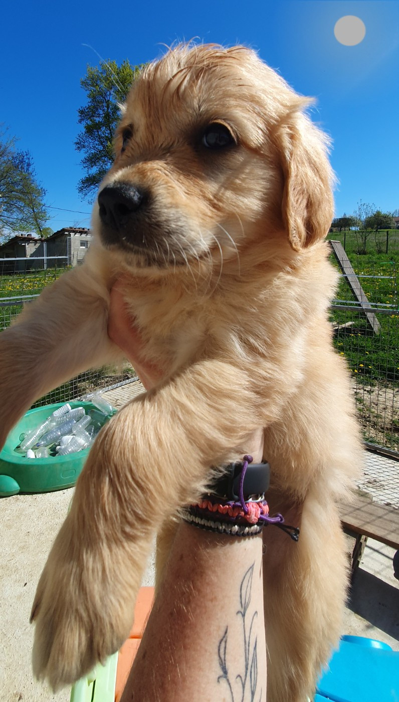 CHIOT 11 - Golden Retriever