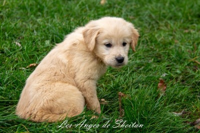 Les chiots de Golden Retriever
