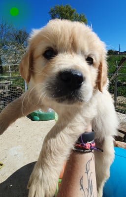 Les chiots de Golden Retriever