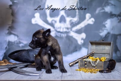 Les chiots de Berger Belge