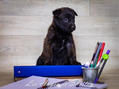 Les chiots de Berger Belge