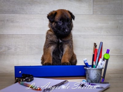 Les chiots de Berger Belge