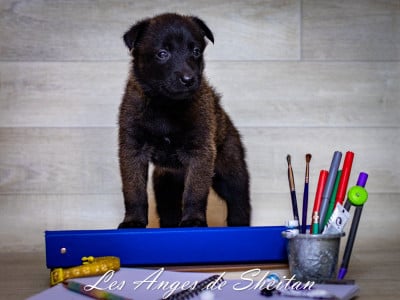 Les chiots de Berger Belge