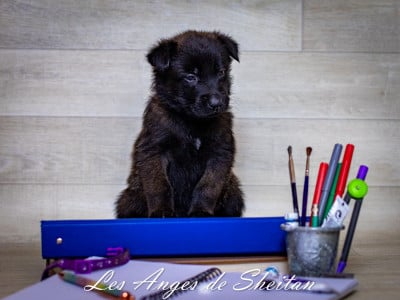 Les chiots de Berger Belge