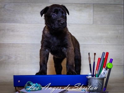 Les chiots de Berger Belge