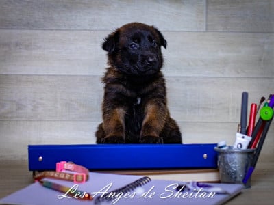Les chiots de Berger Belge