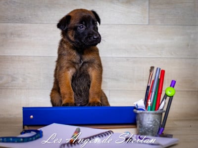Les chiots de Berger Belge