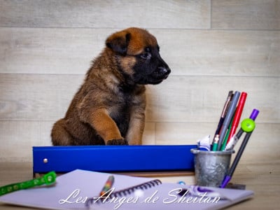 Les chiots de Berger Belge