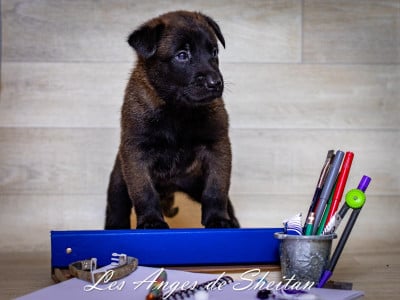 Les chiots de Berger Belge
