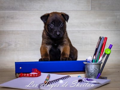 Les chiots de Berger Belge