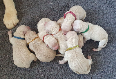 Les chiots de Golden Retriever